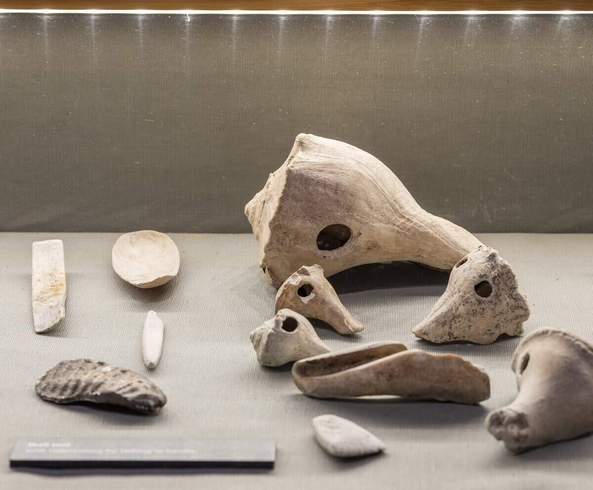 Bone tools and conch shells are on display during HistoryMiami Museum's “Tropical Dreams: A People's History of South Florida” exhibit on Wednesday, Oct. 29, 2025, in downtown Miami, Fla.