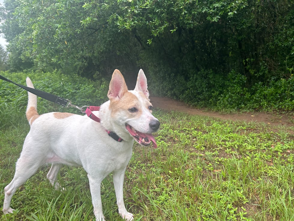 Fantastic Fantasia is looking for a fantastic fur-ever family!
