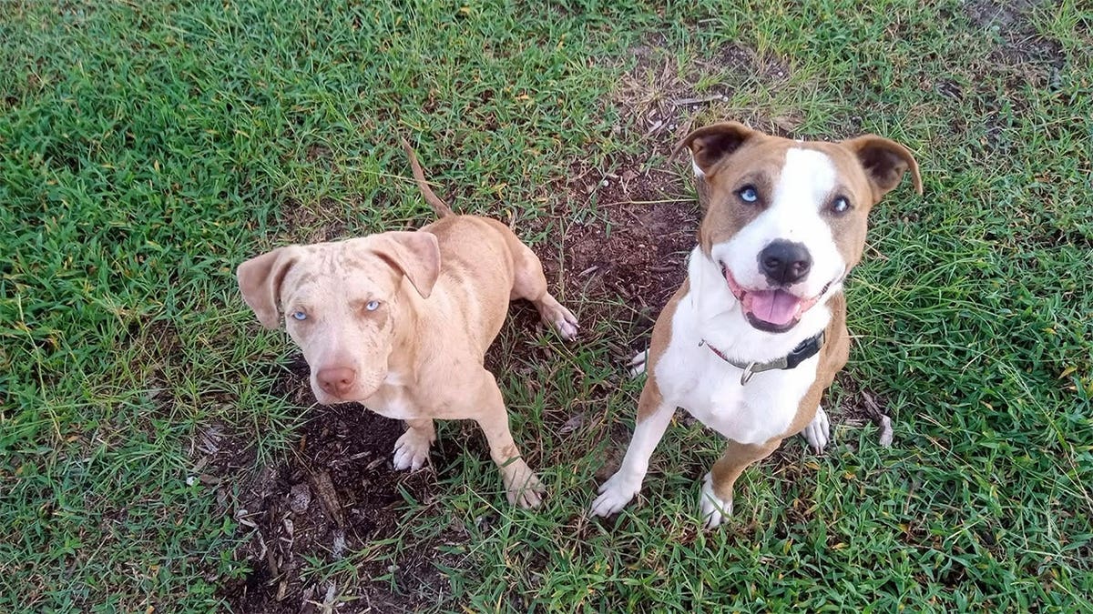 Linda Cutler's dogs Max and Boomer