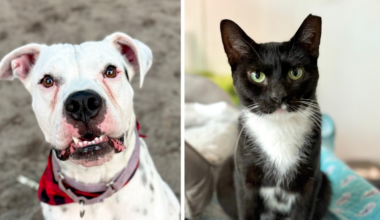 Milo and Quill Looking for Forever Homes at Broward County Animal Care – Parkland Talk