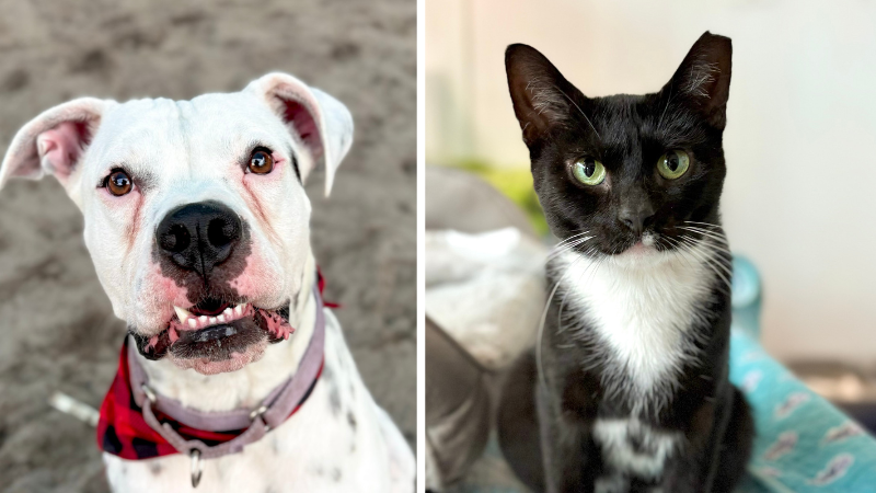 Milo and Quill Looking for Forever Homes at Broward County Animal Care – Parkland Talk