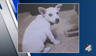 ‘Someone knows what happened’: Crime Stoppers offers $5K award for arrest of juveniles involved in deadly dog abuse case