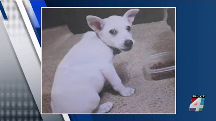 ‘Someone knows what happened’: Crime Stoppers offers $5K award for arrest of juveniles involved in deadly dog abuse case