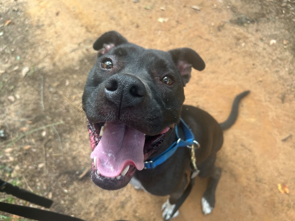 Millie has lots of love and lots of energy and dreams of a big backyard with room to run and...