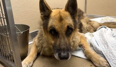 Injured German Shepherd Gets Hospice Care Through Broward Animal Care Partnership – Coral Springs Talk