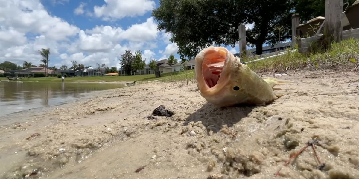 Hundreds of fish found dead in Port St. Lucie community after city's algae treatment