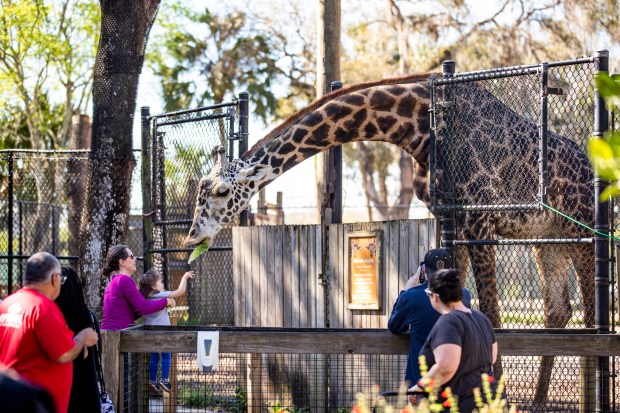 Giraffes live at the Central Florida Zoo and Botanical Gardens, which hosts "Sunset at the Zoo" as an after-hours event. The July event highlights Black and African-American heritage. (Patrick Connolly/Orlando Sentinel)