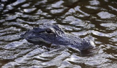 One killed, child injured in Florida alligator attacks
