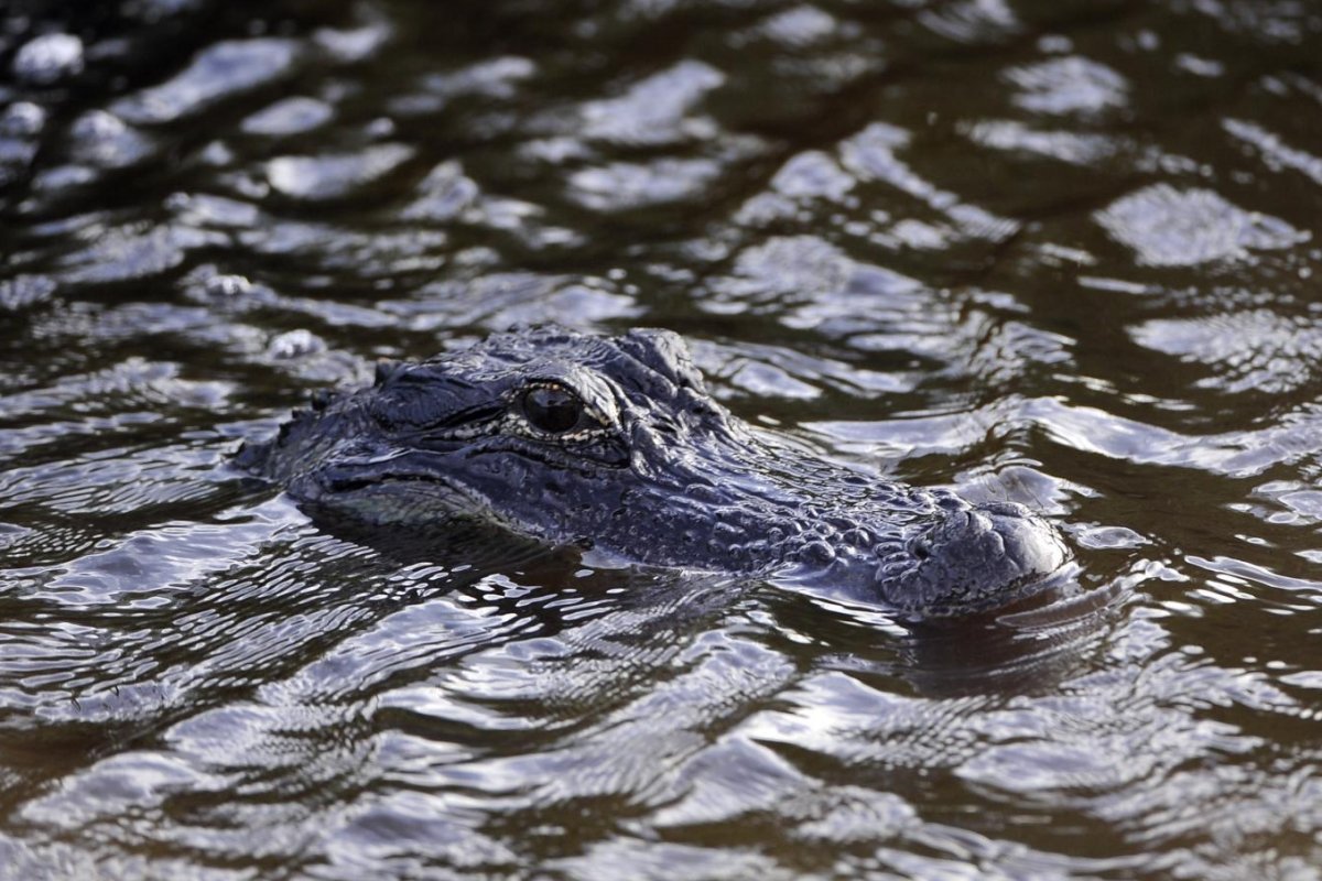 One killed, child injured in Florida alligator attacks