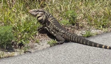 ‘They look like mini dinosaurs’: Giant invasive lizards move into Florida neighborhood