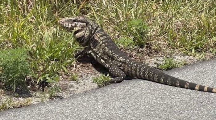 ‘They look like mini dinosaurs’: Giant invasive lizards move into Florida neighborhood