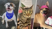 Miami-Dade is dropping pet adoption fees to .50 to mark America's 250th anniversary. LEFT: Luna (#A2187436) CENTER: Nala (#A2367590) RIGHT: Teddy (#A2469655)