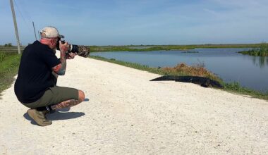 Lake Apopka’s comeback to a wildlife paradise draws crowds