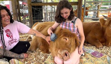 Cuddle with cows at Rooterville Animal Sanctuary in Melrose