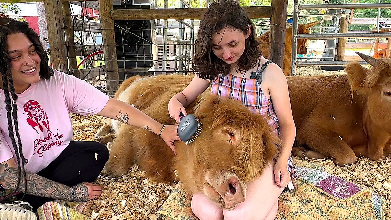 Cuddle with cows at Rooterville Animal Sanctuary in Melrose