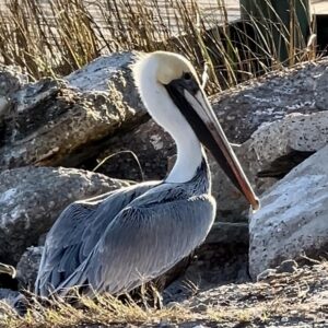 Pelican by Dayna Reggero