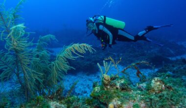 Photo courtesy of Florida Atlantic University