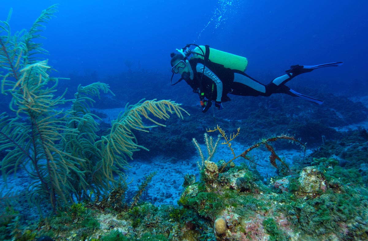Photo courtesy of Florida Atlantic University