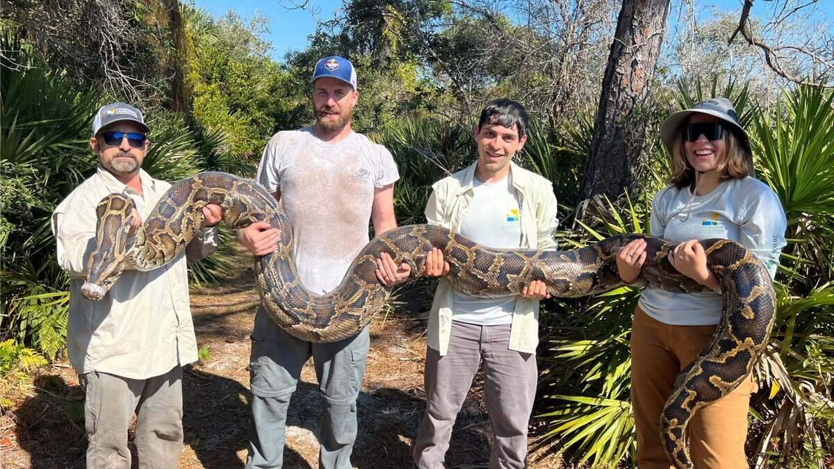 The Conservancy’s python tracking team made the first capture of the breeding season with scout snake #118 “Snaquan” in November 2025, removing a 17-foot, 148 lb female python. The Conservancy’s python tracking team made the first capture of the breeding season with scout snake #118 “Snaquan” in November 2025, removing a 17-foot, 148 lb female python.