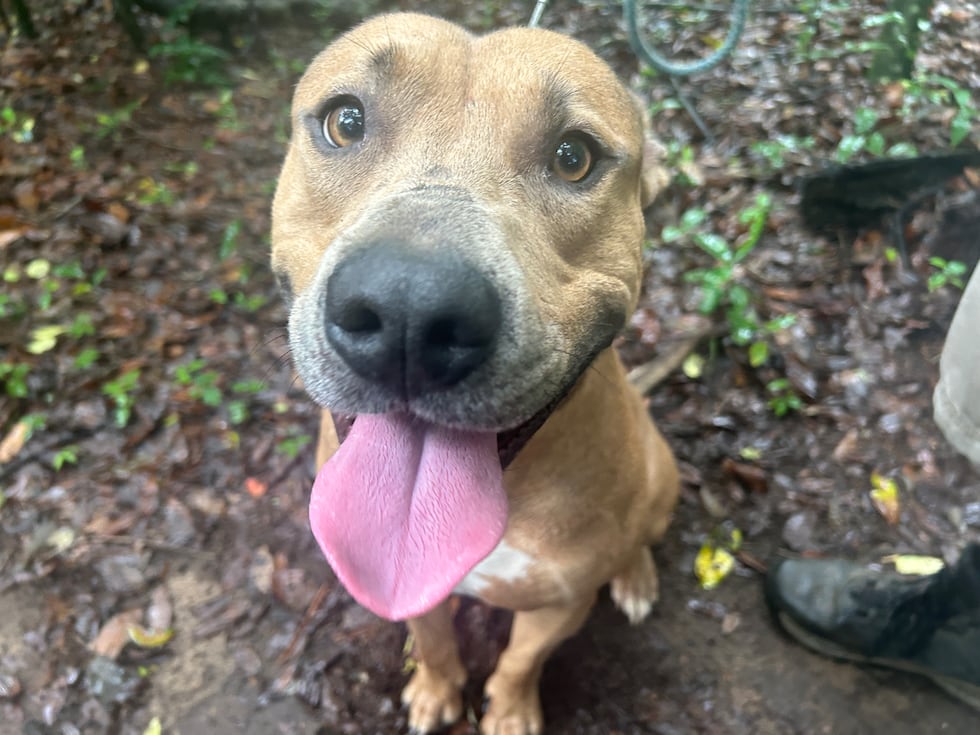 Mr. Handsome may also be Mr. Right. He's available for adoption this weekend!