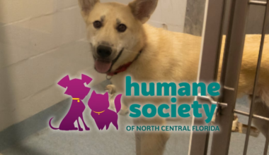 Humane Society closes kennels due to extreme heat in North Central Florida, seeks dog fosters