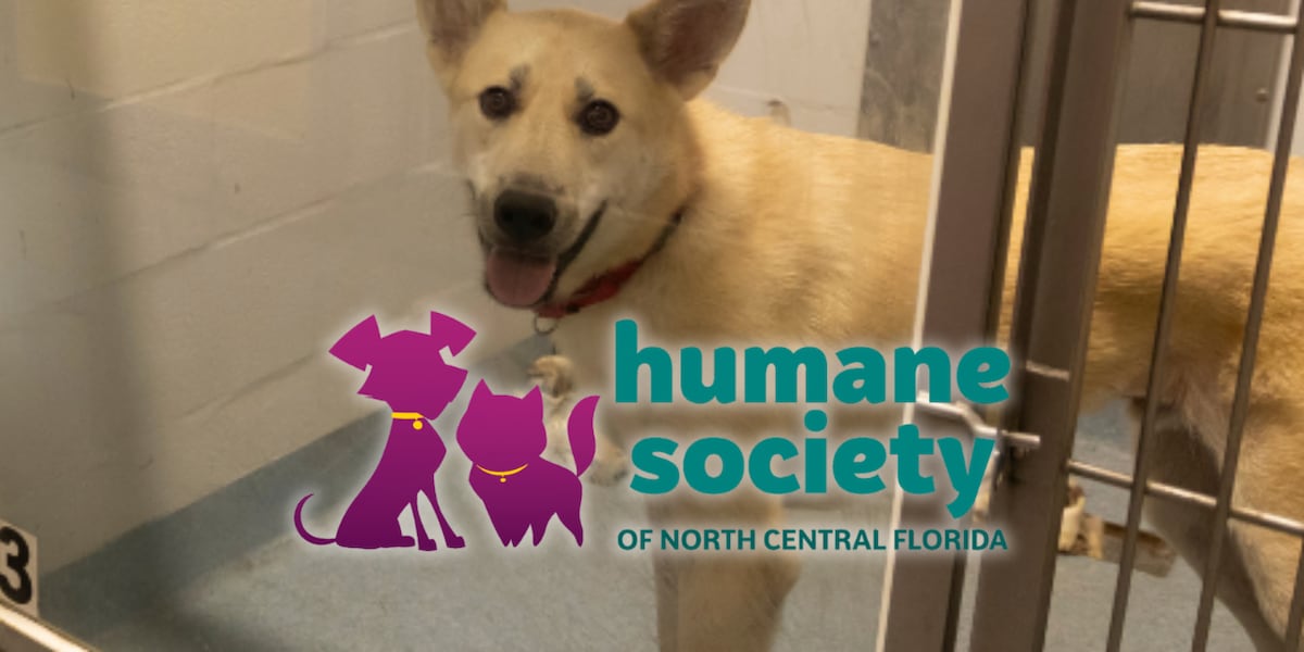 Humane Society closes kennels due to extreme heat in North Central Florida, seeks dog fosters