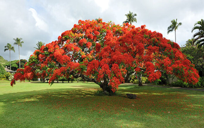 Fun and Educational Royal Poinciana Festival