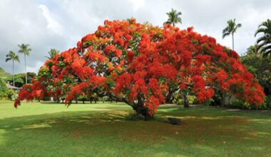 Fun and Educational Royal Poinciana Festival runs June 6-14, 2026