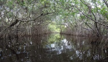 Sanibel Slough dredging project set to begin - SANIBEL-CAPTIVA