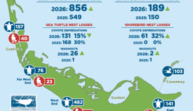 SCCF launches new tracker for nesting season - SANIBEL-CAPTIVA