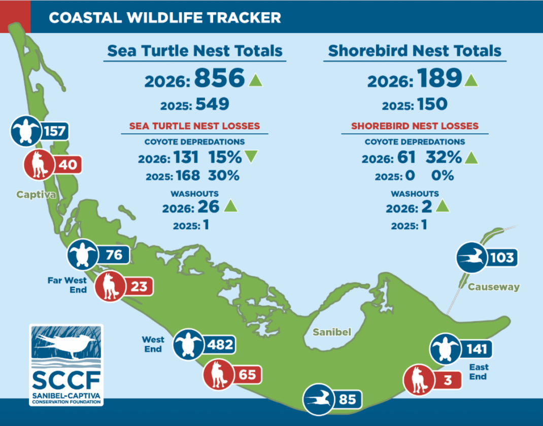 SCCF launches new tracker for nesting season - SANIBEL-CAPTIVA