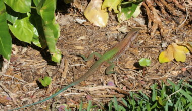 Giant ameiva documented for first time - SANIBEL-CAPTIVA