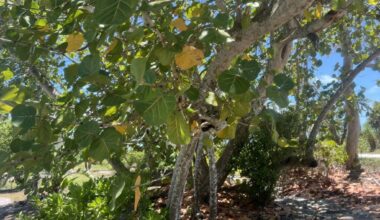 Consider replacing mahoe with sea grape - SANIBEL-CAPTIVA