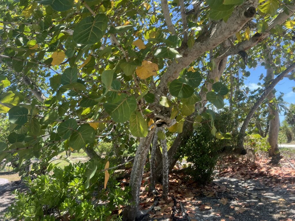 Consider replacing mahoe with sea grape - SANIBEL-CAPTIVA