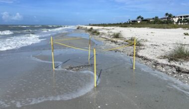 340-plus sea turtle nests documented on islands - SANIBEL-CAPTIVA