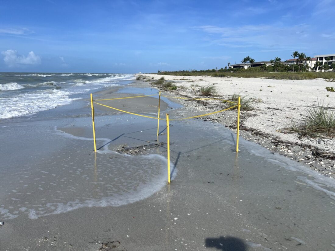 340-plus sea turtle nests documented on islands - SANIBEL-CAPTIVA