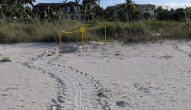 670-plus sea turtle nests documented on islands - SANIBEL-CAPTIVA