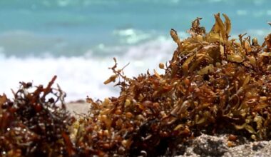 South Florida beachgoers annoyed by smelly seaweed. Cities try to rake it, but it keeps coming back :: WRAL.com