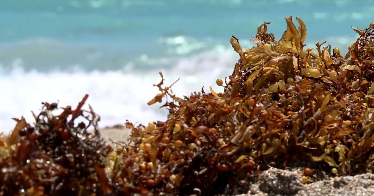 South Florida beachgoers annoyed by smelly seaweed. Cities try to rake it, but it keeps coming back :: WRAL.com