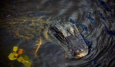 Orlando victim named in fatal Seminole County alligator attack – Orlando Sentinel