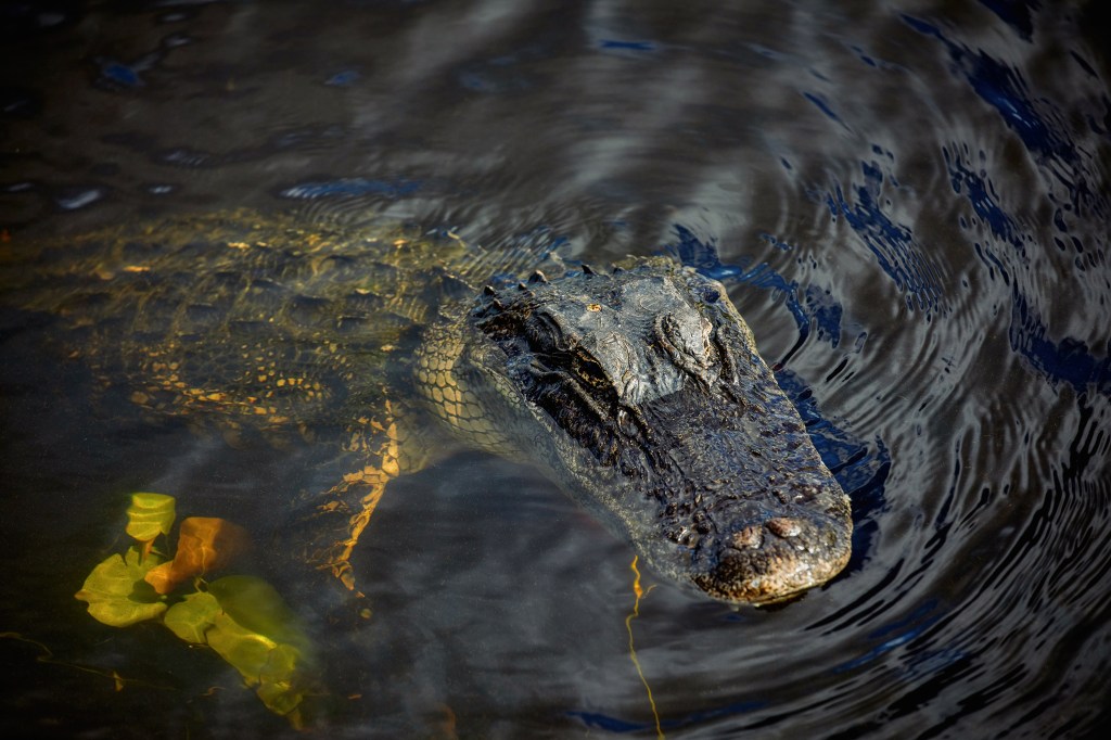 Orlando victim named in fatal Seminole County alligator attack – Orlando Sentinel