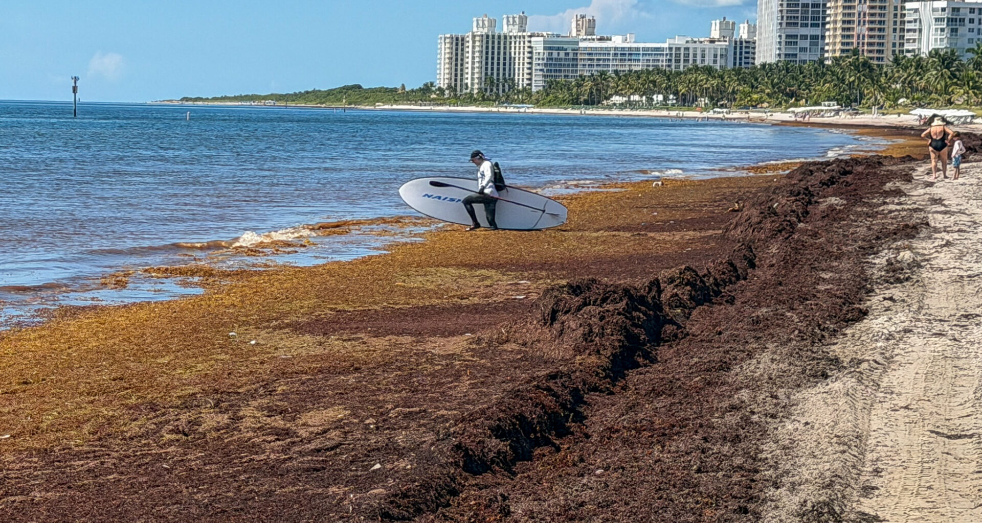 Sargassum surges on Key Biscayne beaches. Visitors just cope.