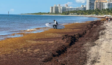 Sargassum surges on Key Biscayne beaches. Visitors just cope.