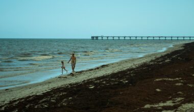 Ocean sargassum useful beyond South Florida beaches