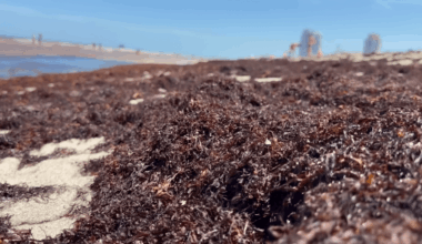 Sargassum blankets South Florida beaches… What about the West coast? Here’s what to know – NBC 6 South Florida