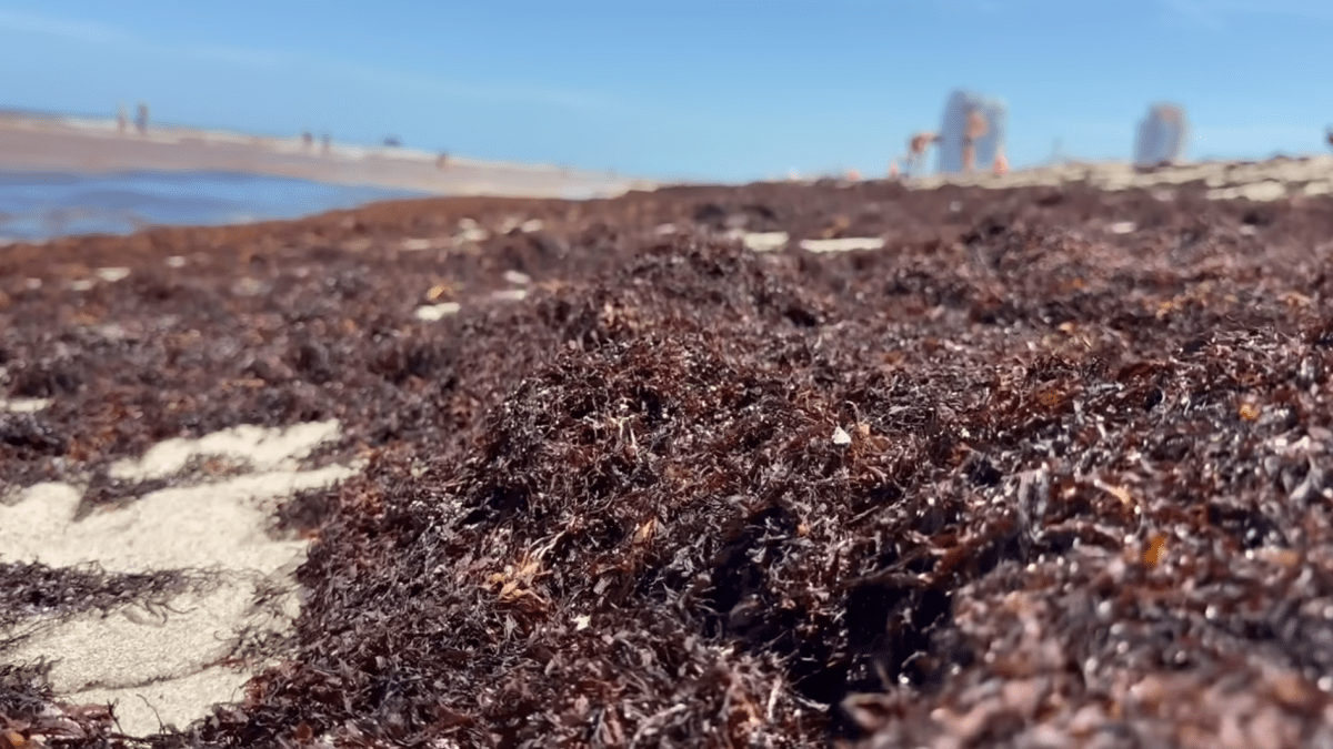 Sargassum blankets South Florida beaches… What about the West coast? Here’s what to know – NBC 6 South Florida