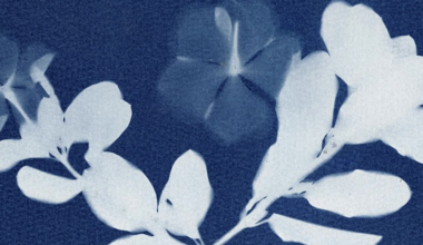 Nehrling Gardens to host blue botanicals cyanotype workshop