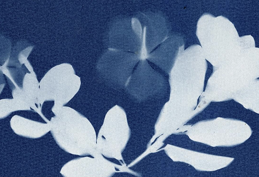 Nehrling Gardens to host blue botanicals cyanotype workshop