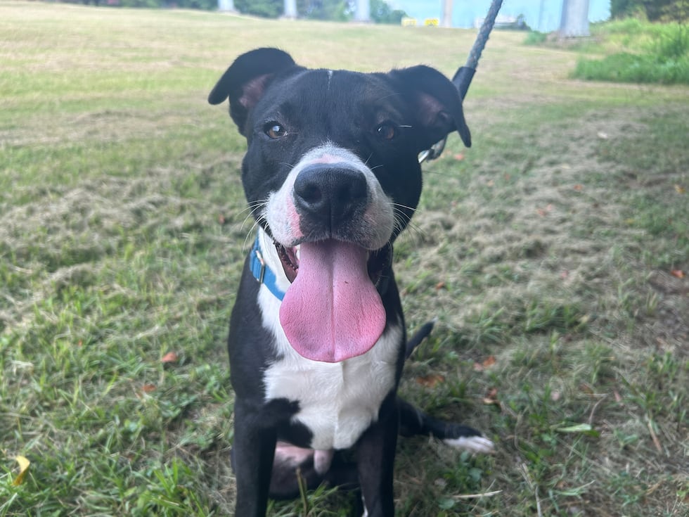 Goober will grin - ears up - at the chance to flop over for a belly rub and a back scratch!