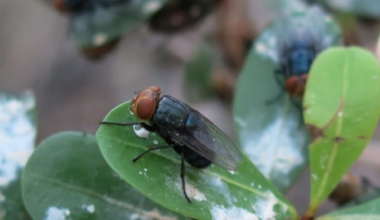 Flesh-eating parasites spark emergency rule in Florida